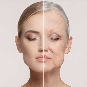 肌の構造と老化の仕組み