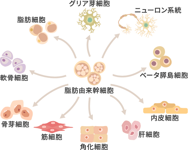 脂肪由来幹細胞から脂肪細胞、ニューロン系統、ベータ膵島細胞、内皮細胞、幹細胞、角化細胞、筋組織、骨芽細胞、軟骨組織へ分化する図