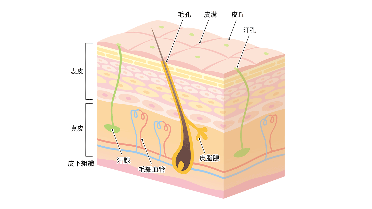 図：肌の構造