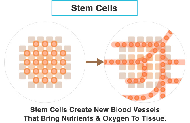 Stem Cells: Stem Cells Create New Blood Vessels That Bring Nutrients & Oxygen To Tissue.