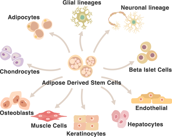 Adipose-derived stem cells have the ability to transform into almost any kinds of cells (Glial lineages, Neuronal lineage, Beta Islet Cells, Endothelial, Hepatocytes, Keratinocytes, Muscle Cells, Osteoblasts, Chondrocytes, Adipocytes).